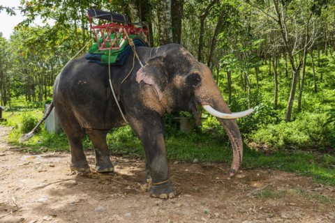 Asian elephant (Elephas maximus), Thai, Thai, Asian, trunk, animal, mammal, animal park, ivory,