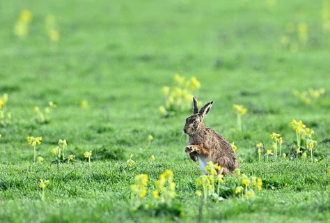 European hare (Lepus europaeus) sitting in a meadow among yellow flowers, Lower Rhine, North