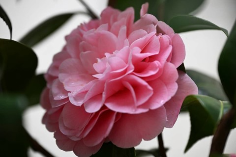 Flower of a camellia (Camellia japonica)