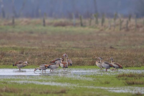 Egyptian Goose (Alopochen aegyptiaca) foraging, North Rhine-Westphalia, Germany