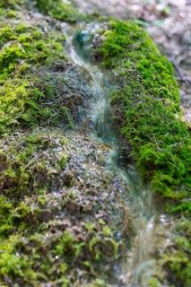 Natural phenomenon in the forest, stone channel of Roschlaub, Scheßlitz, Upper Franconia, Bavaria,