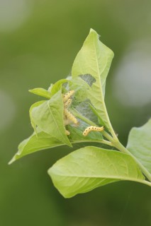 Spindle ermine (Yponomeuta cagnagella), caterpillars, North Rhine-Westphalia, Germany
