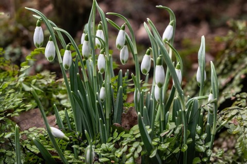 Snowdrop (Galanthus nivalis) and maidenhair fern (Adiantum venustum), Emsland, Lower Saxony,