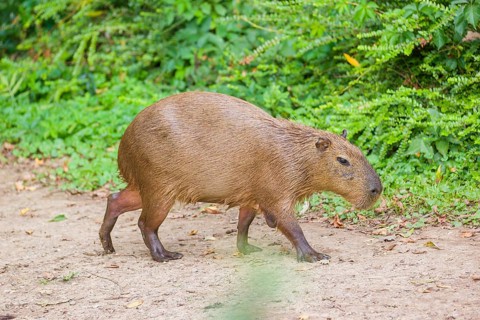 A (greater) capybara (Hydrochoerus hydrochaeris) walks along a river bank