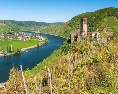 View over the vineyard to the river Moselle, Metternich castle ruins in the Moselle valley,