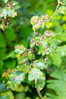 Leaves of beech (Fagus), infested by the beech gall midge (Mikiola fagi), a species of gall midge