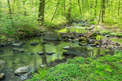 Stream Kotitzer Wasser flows in the Lausker Skala, Lauske, Weißenberg, Saxony, Germany