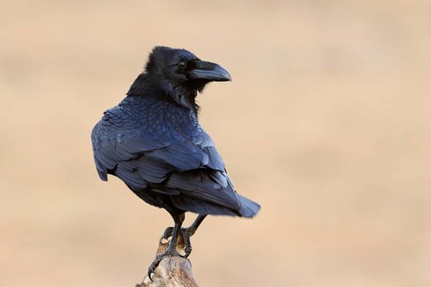 Northern Raven (Corvus corax) perched on a branch, Mecklenburg-Western Pomerania, Germany