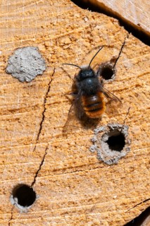 Horned mason bee (Osmia cornuta), sitting on a log of an insect hotel, Schwaz, Tyrol, Austria