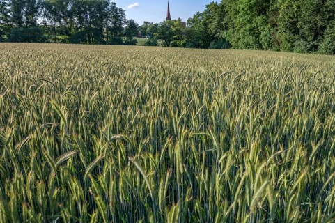 Winter barley (Hordeum vulgare) in a field, behind the Beerbach church, St.-Egidien, Franconia,
