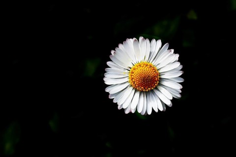 Daisy (Bellis perennis) Close-up of a flower against a black background, Wilnsdorf, North