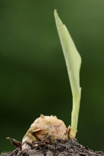 Turmeric or turmeric (Curcuma longa), rhizome and leaf shoot, spice and medicinal plant, North