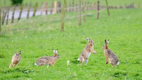 Several brown hares (Lepus europaeus) including one standing in a meadow during the mating season,