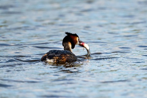 Great Crested Grebe (Podiceps scalloped ribbonfish), with preyed fish, Vulkaneifel,