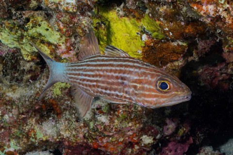 Largetoothed cardinalfish (Cheilodipterus macrodon), dive site Marsa Shona Reef, Egypt, Red Sea