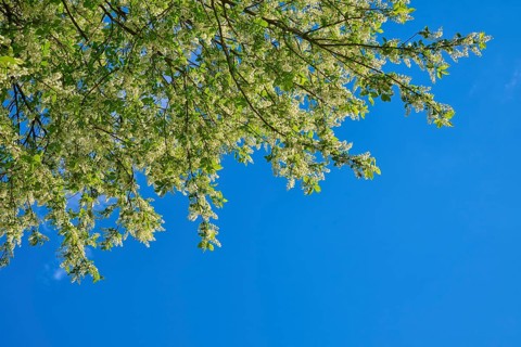 Grape church in bloom, against a blue background in spring, Freiensteinau, Vogelsberg, Hesse,