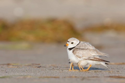 Piping Plover (Charadrius melodus) sheltering chicks under feathers, Massachusetts, USA