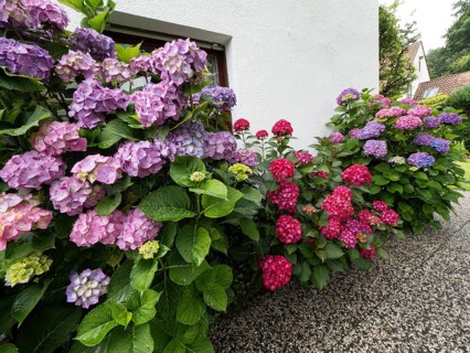Hydrangea in bloom on the wall of a house in a garden, North Rhine-Westphalia, Germany