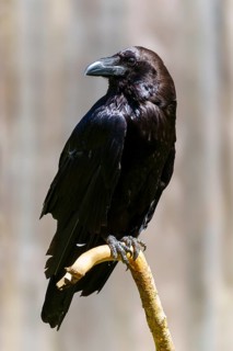 A black raven sitting on a branch in a natural environment, Raven (Corvus corax), Germany