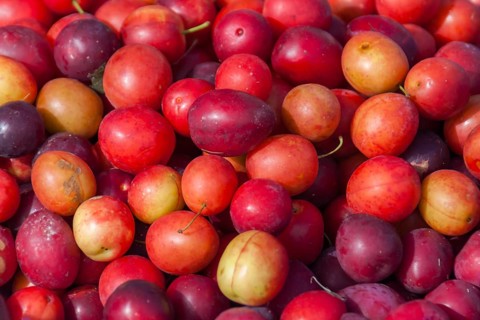 Red mirabelle plums for sale (Prunus cerasifera), weekly market market, Brittany, France