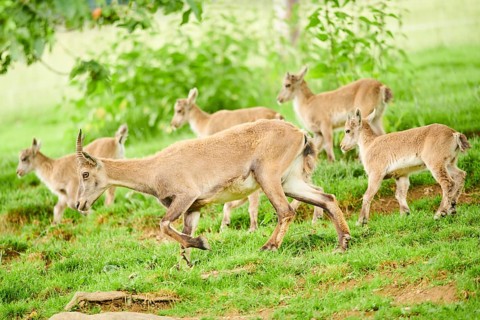 Alpine ibex (Capra ibex) mother with ist youngsters running on a meadow, wildlife Park Aurach near