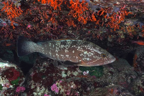 Mottled grouper (Epinephelus marginatus) (Mycteroperca marginatus) resting under bright orange-red