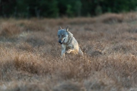 One young male eurasian gray wolf (Canis lupus lupus) running over a meadow with tall grass. A dark