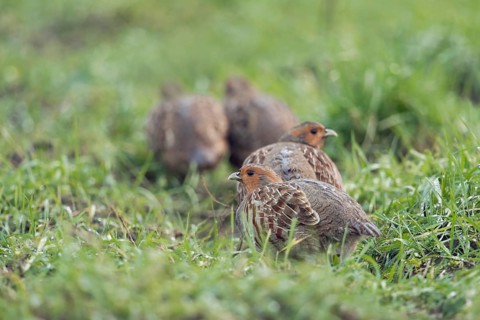 Grey Partridge (Perdix perdix) perched on field, North Rhine-Westphalia, Germany