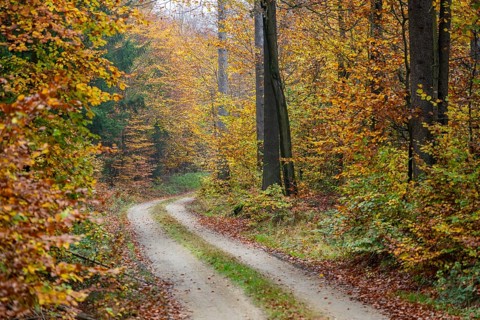 Landscape of a trail going through the European beech (Fagus sylvatica) forest, colored leaves in