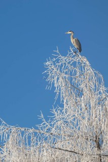 Grey heron (Ardea cinerea) sitting on the top of a tree, Schlitters, Tyrol, Austria