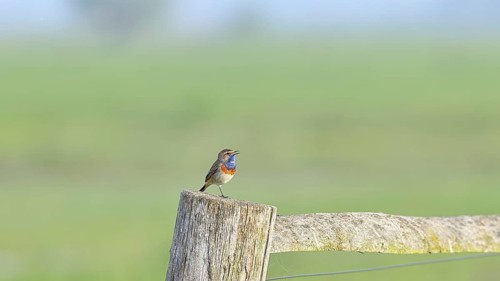 Bluethroat (Luscinia svecica cyanecula), male, on a pasture fence post, wildlife, Lembruch, Ochsen