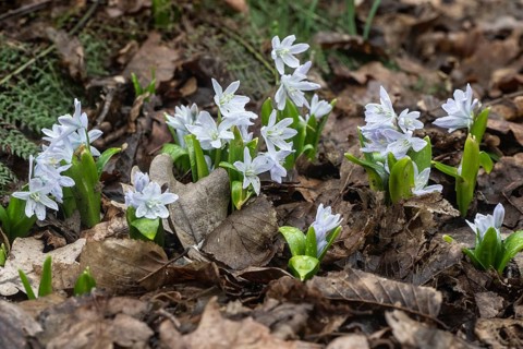 Mishchenkoana bluestem (Scilla mishchenkoana), Emsland, Lower Saxony, Germany