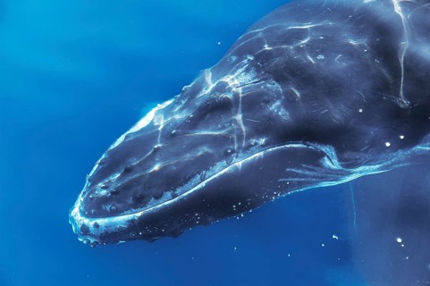 Humpback whale underwater, Queensland, Australia