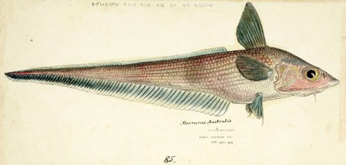 Coelorinchus sp, a genus of rattail fish, fish, reproduction of an original, by Frank Edward Clarke