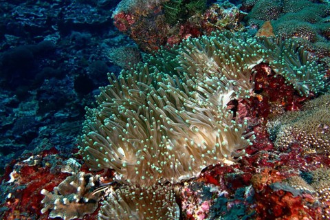 Anthopleura xanthogrammica (Stichodactyla gigantea) stretching over a colourful reef, dive site