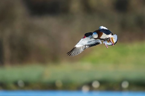 Common Shelduck, Tadorna tadorna, bird in flight over winter marshes