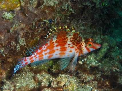 Lively fish with red and blue accents, Dwarf Hawkfish (Cirrhitichthys falco), among corals, dive