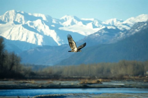 Bald eagle (Haliaeetus leucocephalus), young bird hunting for salmon in the Chilkat Valley near