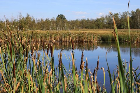 Landscape in the Soos, moor, national nature reserve in the Eger basin near Franzensbad, Karlovy