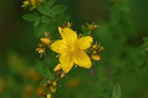 Common St John's wort (Hypericum perforatum), spotted St John's wort or common St John's wort