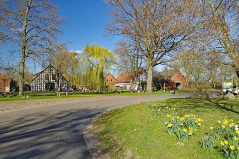 Rural road with spring flowers and half-timbered houses under a blue sky, Rundlingsdorf, Wendland,