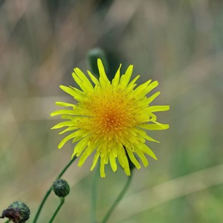 Wiesenpippau (Crepis biennis), Rauher Habichtsbart, yellow blossom by the wayside on the Moselle,