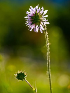 Long-leaved widow flower (Knautia longifolia), Bischofswiesen, Berchtesgadener Land, Upper Bavaria,