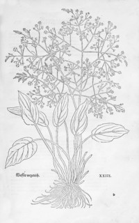 Common water-plantain (Alisma plantago-aquatica), woodcut by Leonhart Fuchs, from New Kreüterbuch,