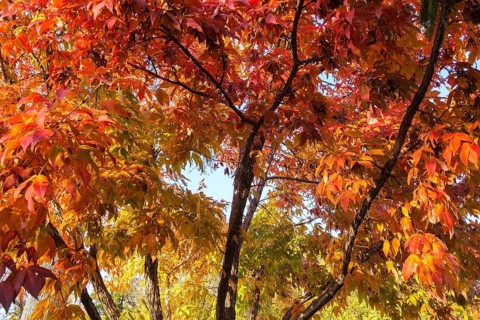 Acer triflorum - Threeflower Maple tree branches with leaves changed to brilliant orange in autumn,