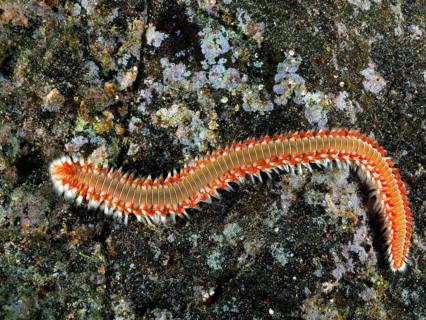 An elongated fireworm (Hermodice carunculata) on a rocky seabed. The colourful bristles stand out.
