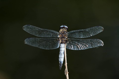 Black-tailed skimmer (Orthetrum cancellatum), male on a perch, basking in the sun, Krickenbecker