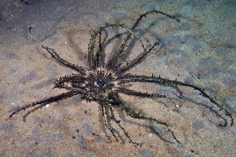 Haeckel's sand anemone (Actinostephanus haeckeli), sea anemone, with long, thin arms lies on the