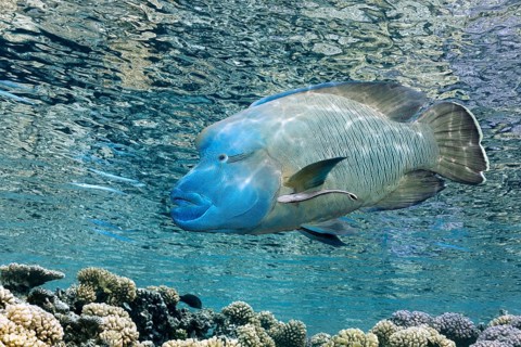 Napoleon wrasse (Cheilinus undulatus), swimming below the water surface above coral reefs with a