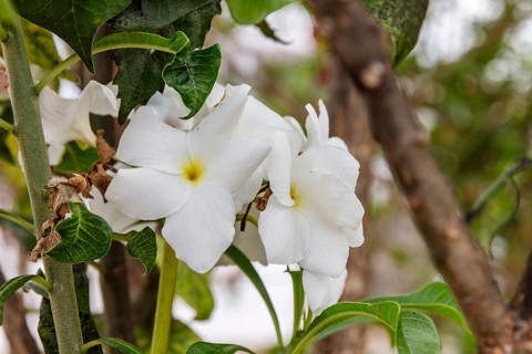 White frangipani (Plumeria pudica), San Cristobal, Galapagos, Ecuador